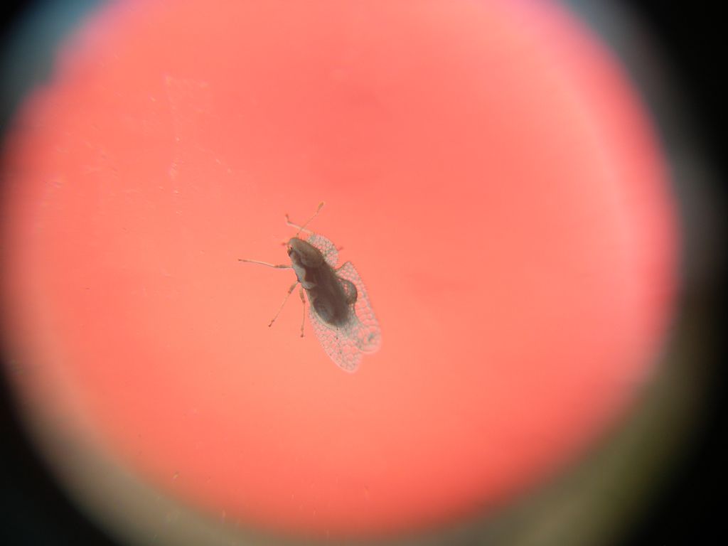 Tingidae:  Corythucha ciliata